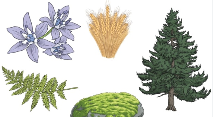 NEET Syllabus Simplified - Classification of Plant Kingdom