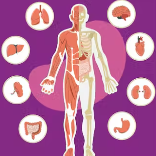 NEET Syllabus: Human Physiology Simplified