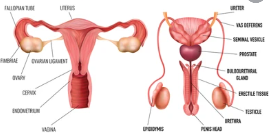 NEET Syllabus Simplified: Human Reproduction